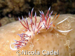 Nudibranch
Nikon Coolpxi P500, housing Ikelite, strobe DS50 by Nicola Cadel 